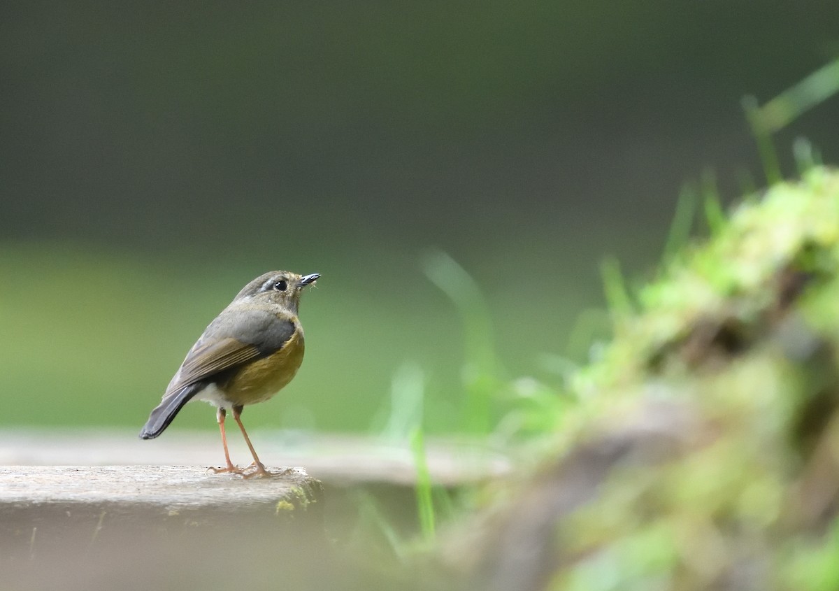 Collared Bush-Robin - 岳廷 蔡