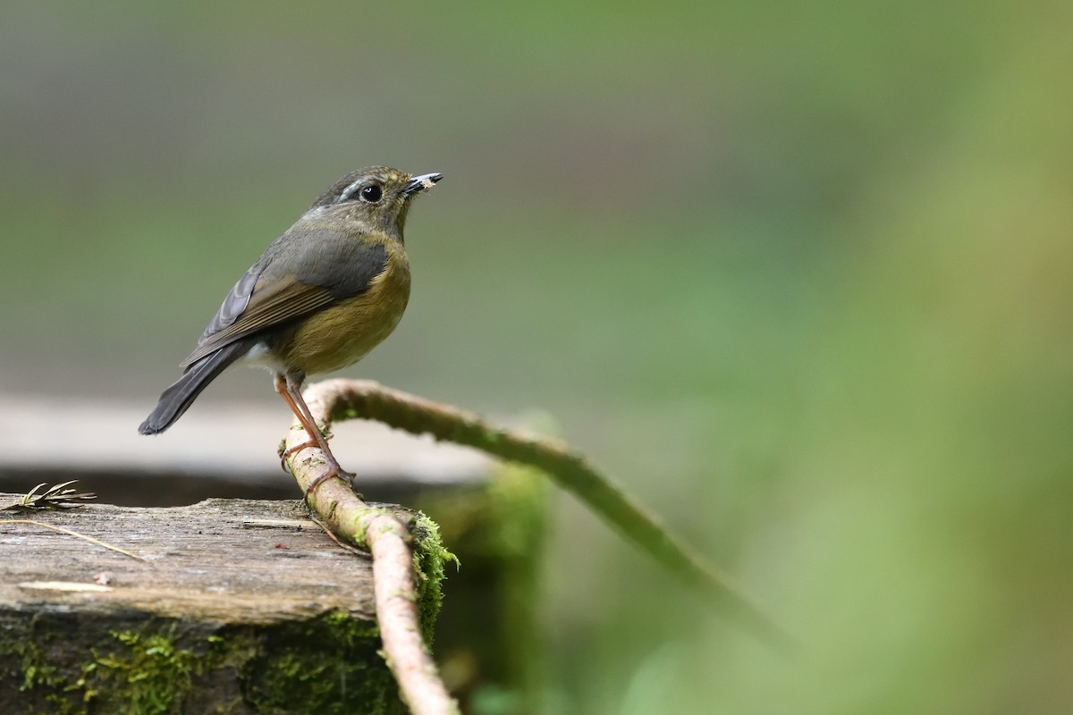 Collared Bush-Robin - 岳廷 蔡