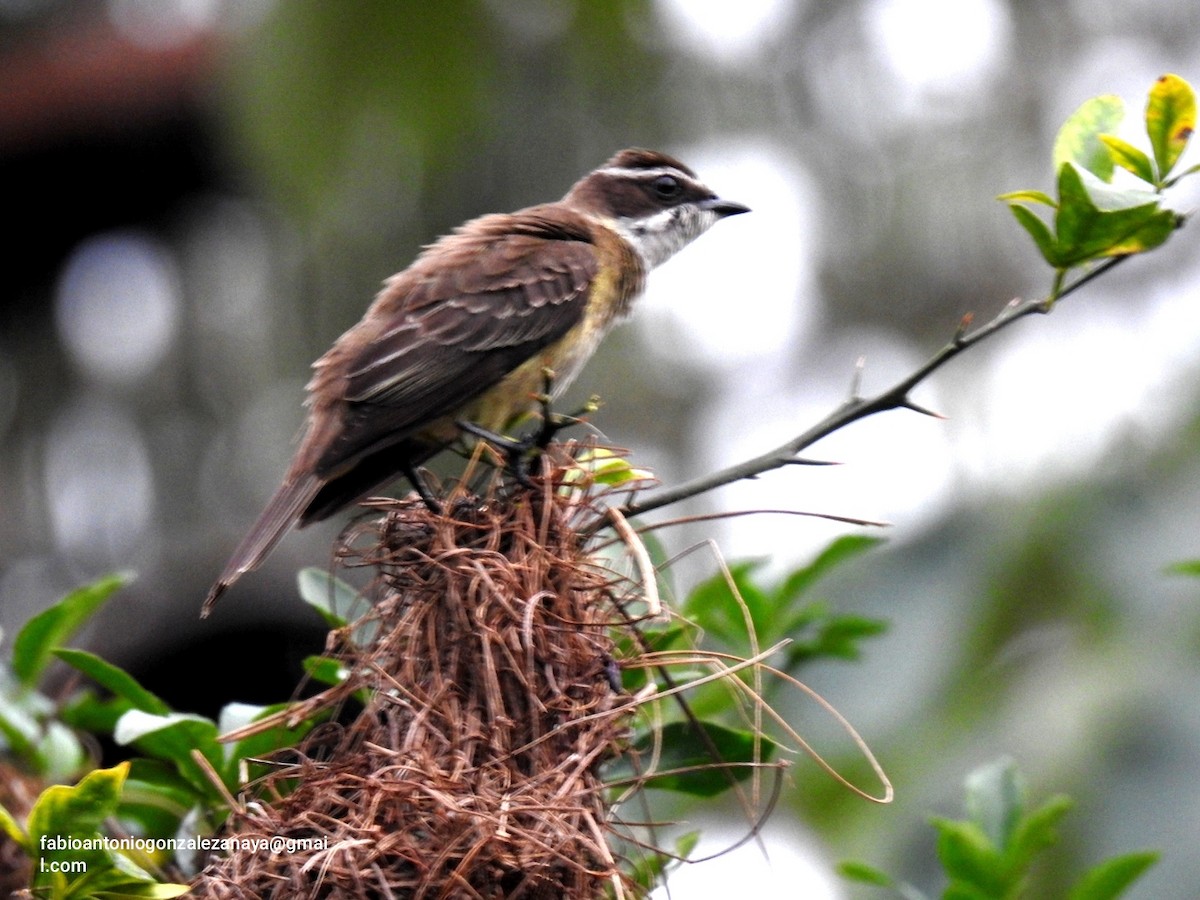 Piratic Flycatcher - Fabio Antonio González Anaya