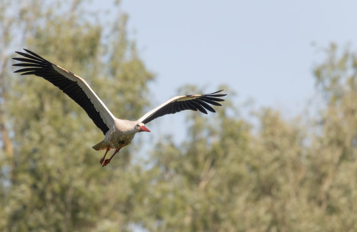 White Stork - Piet Grasmaijer