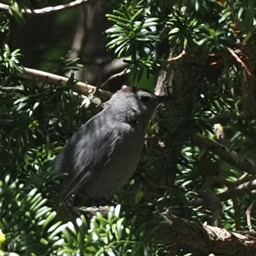 Gray Catbird - Milton Paul