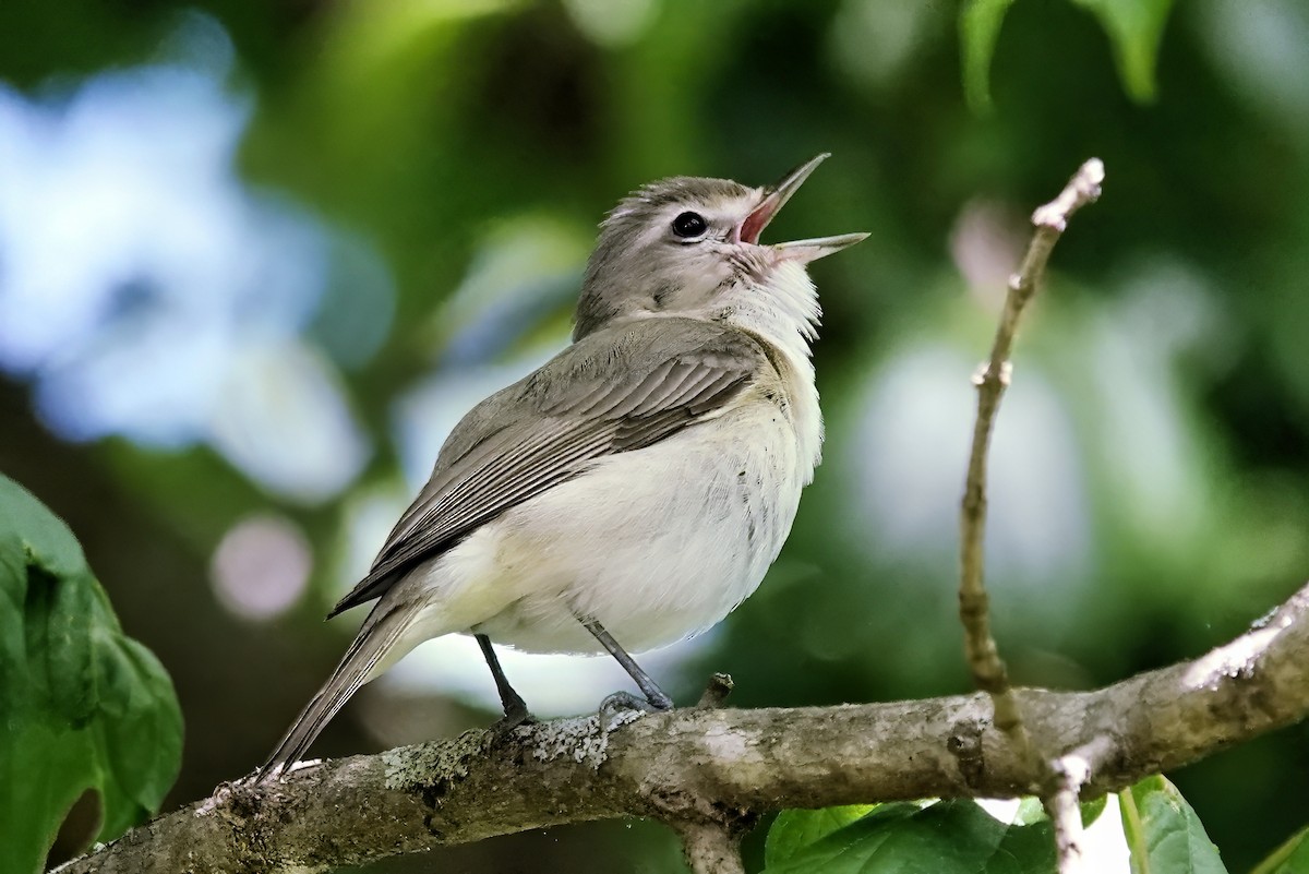 Eastern Warbling Vireo - Alan Mitchnick