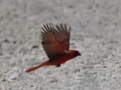 Northern Cardinal - Milton Paul