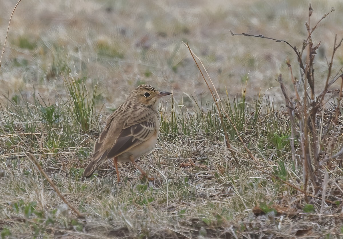 Blyth's Pipit - Mike Edgecombe