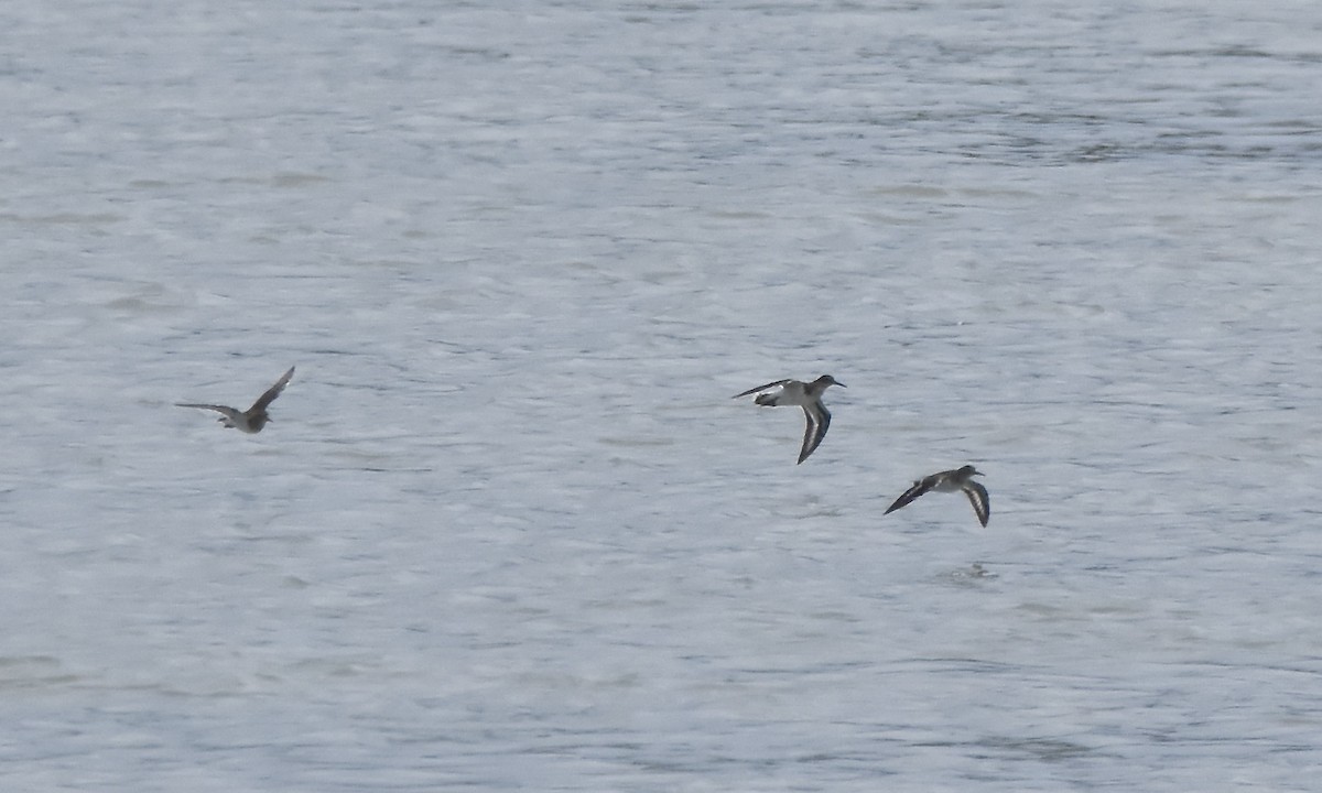 Common Sandpiper - Benoit Goyette