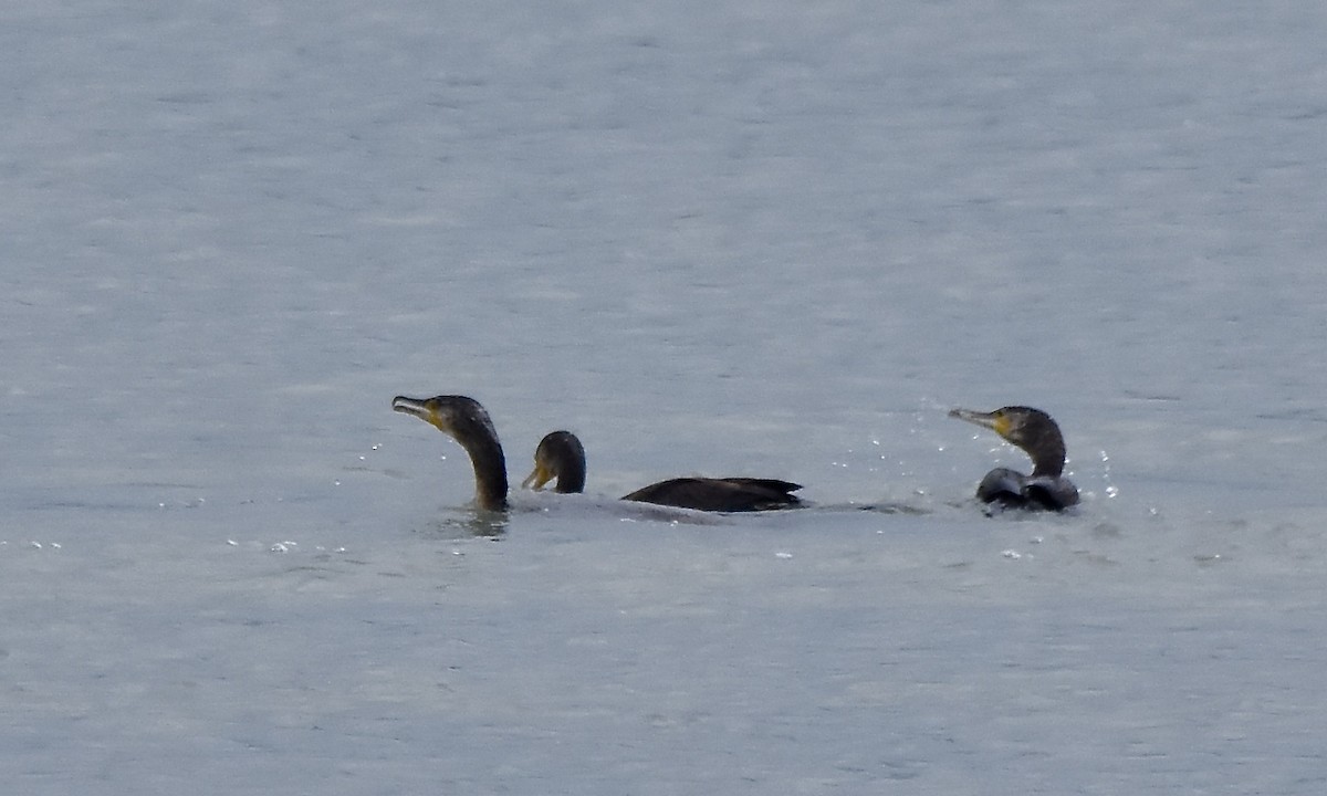 Great Cormorant - Benoit Goyette