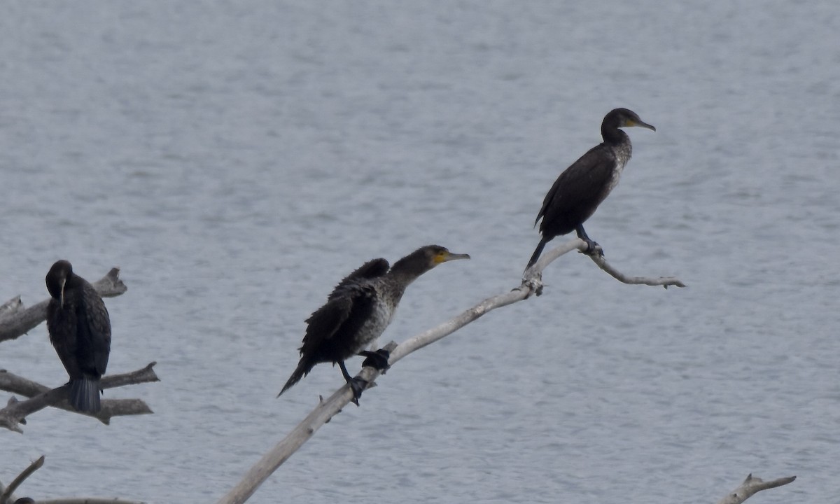 Great Cormorant - Benoit Goyette