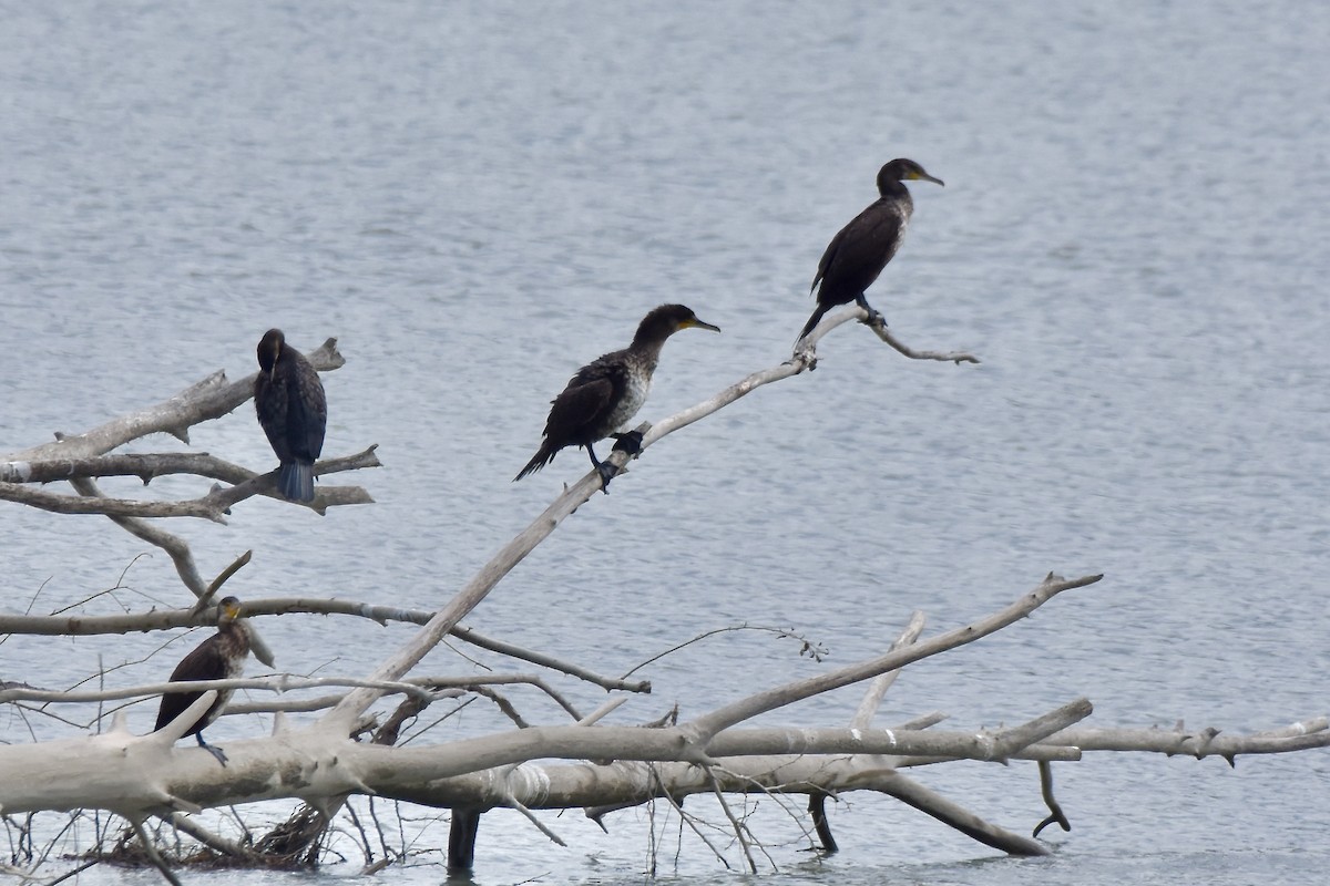 Great Cormorant - ML619024774