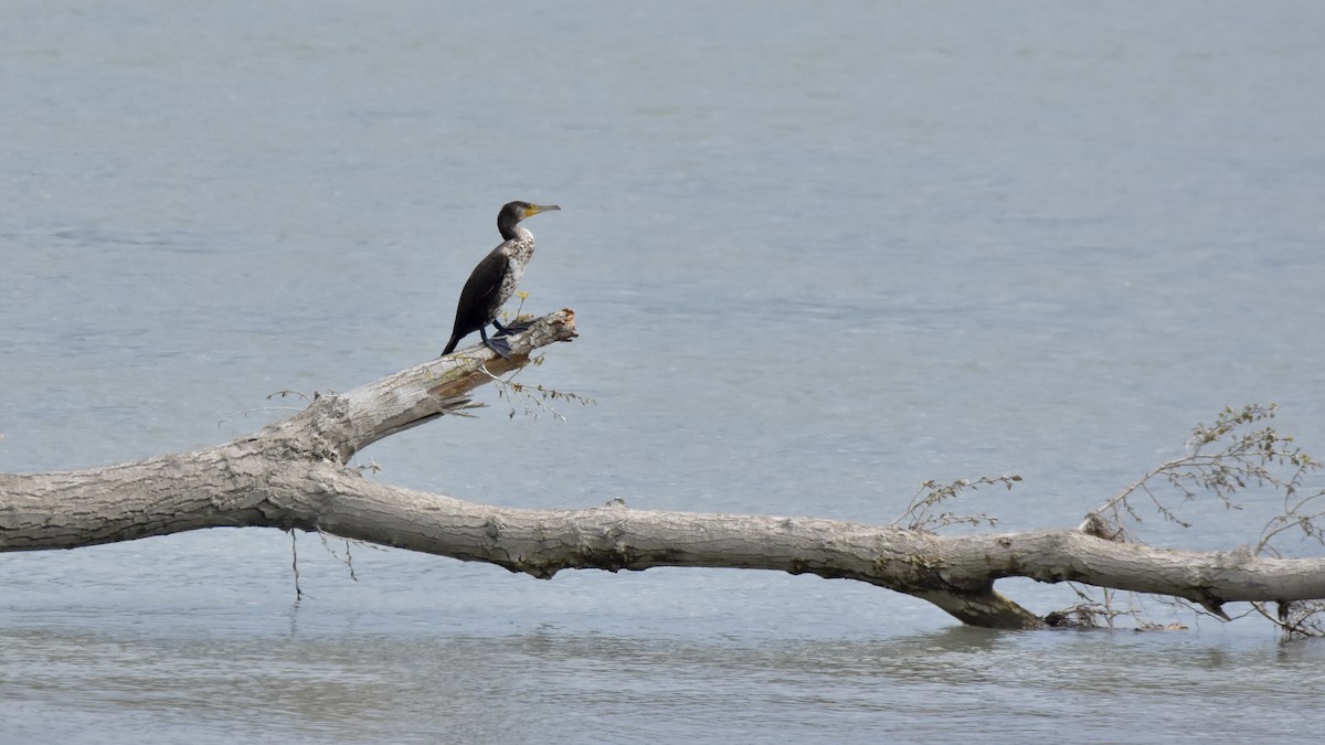 Great Cormorant - Benoit Goyette