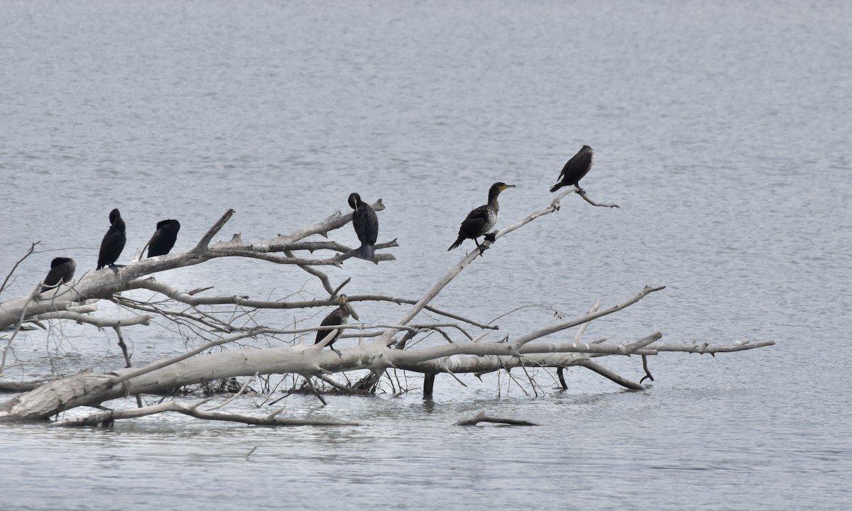 Great Cormorant - Benoit Goyette