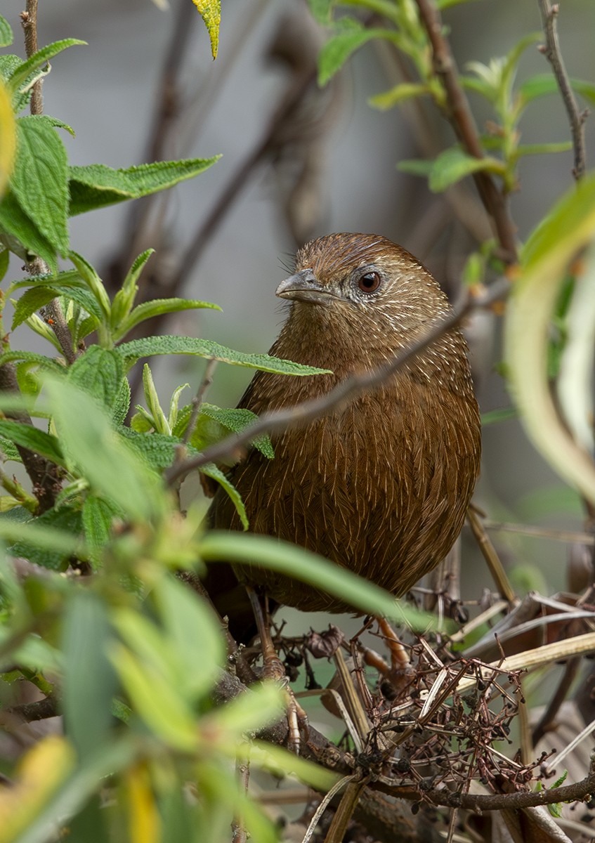 Bhutan Laughingthrush - Solomon Sampath Kumar