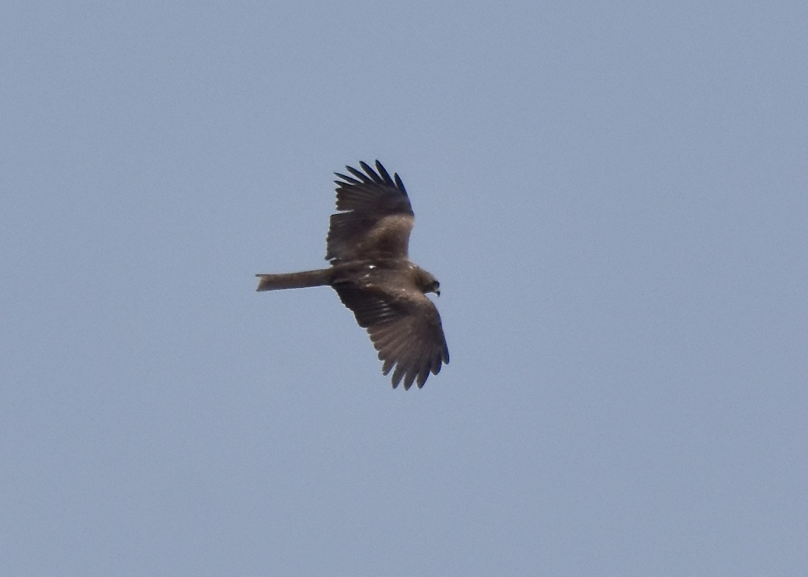 Black Kite - Benoit Goyette