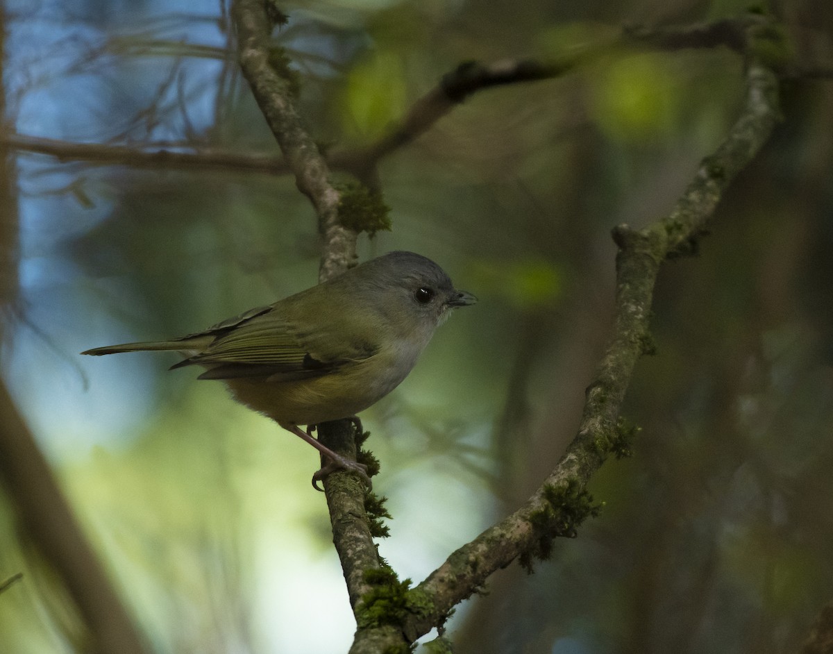 Green Shrike-Babbler - Waseem Bhat