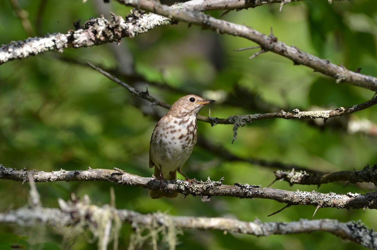 Hermit Thrush - ML61902481