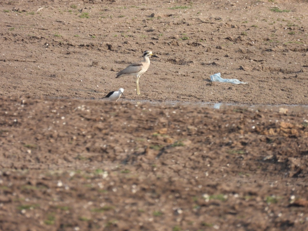 Great Thick-knee - Ramesh Desai