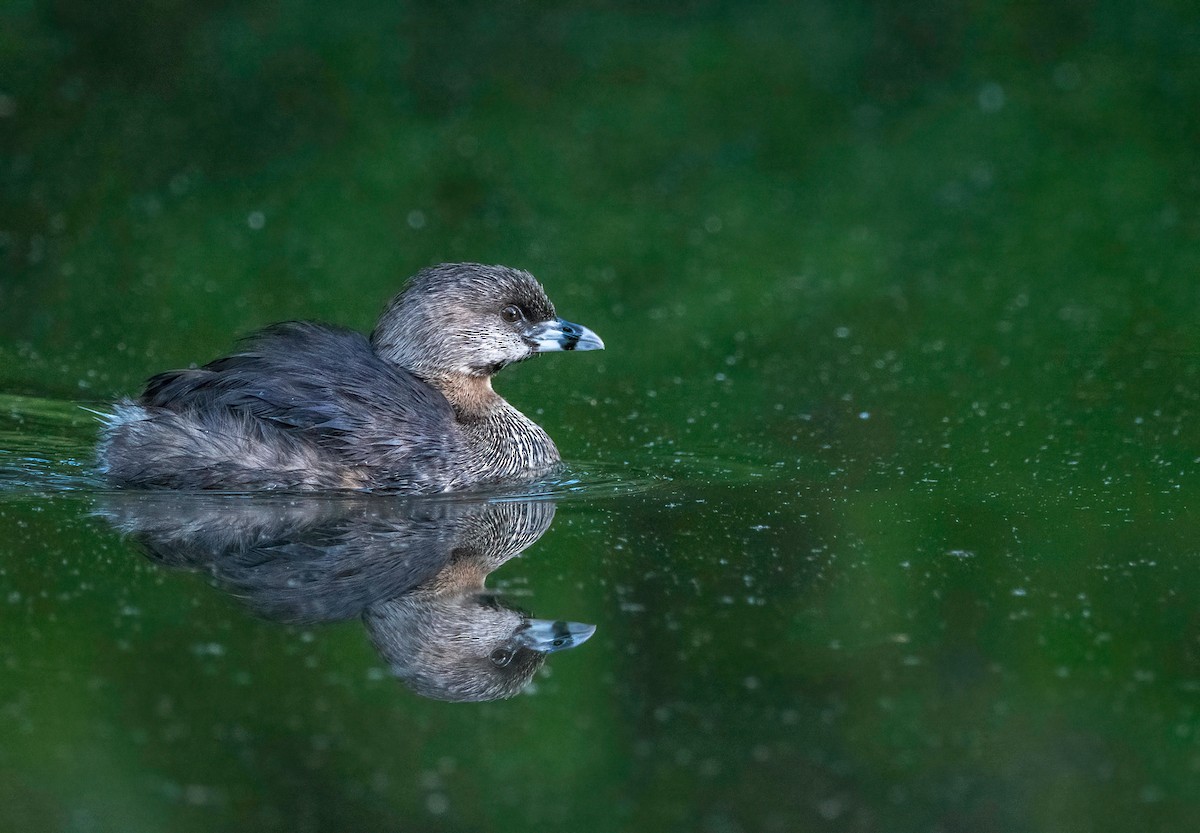 Pied-billed Grebe - ML619024820