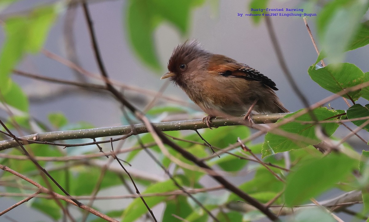 Rusty-fronted Barwing - Argrit Boonsanguan