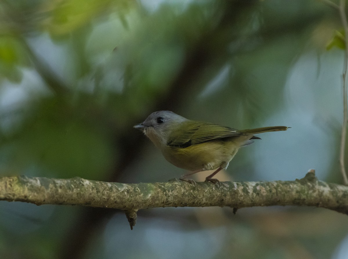 Green Shrike-Babbler - Waseem Bhat