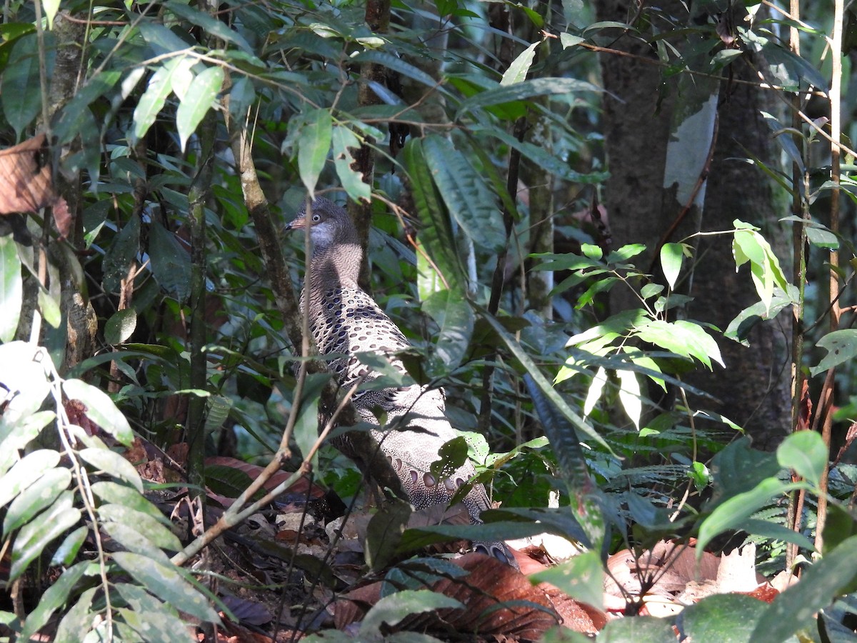 Gray Peacock-Pheasant - Rahul Kumaresan