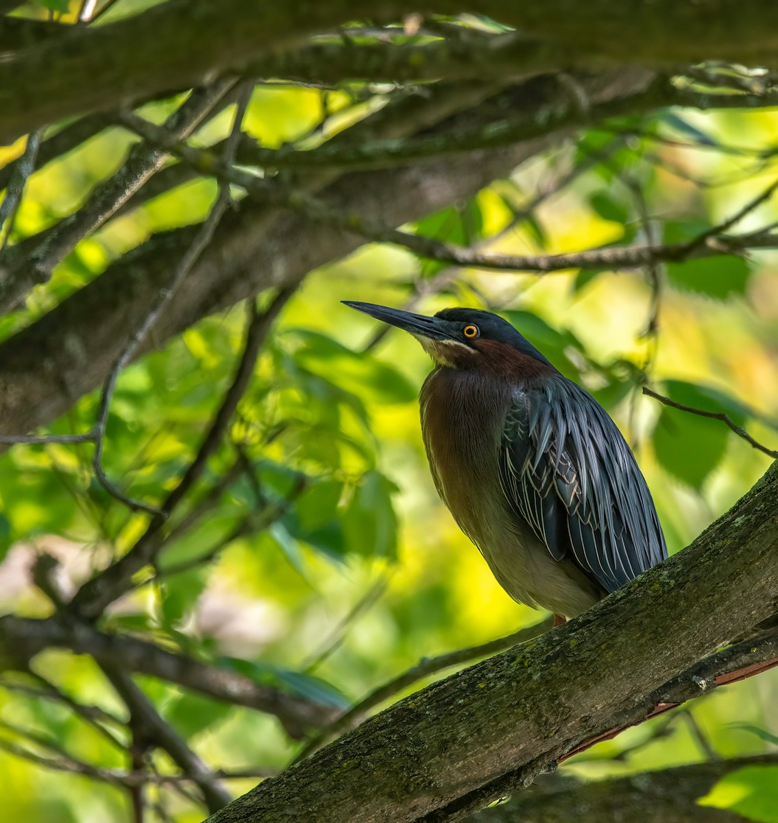 Green Heron - ML619024848