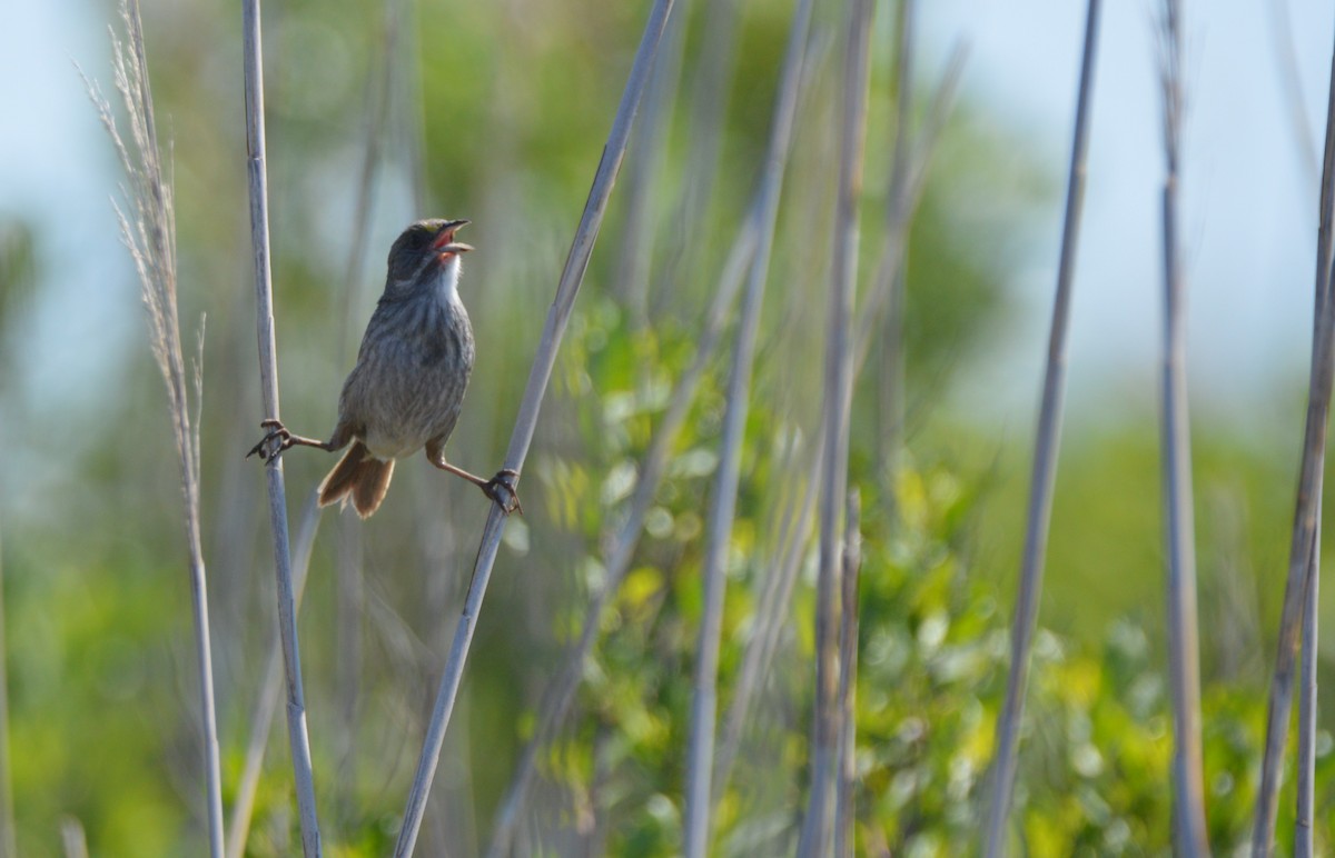 Seaside Sparrow - ML619024861