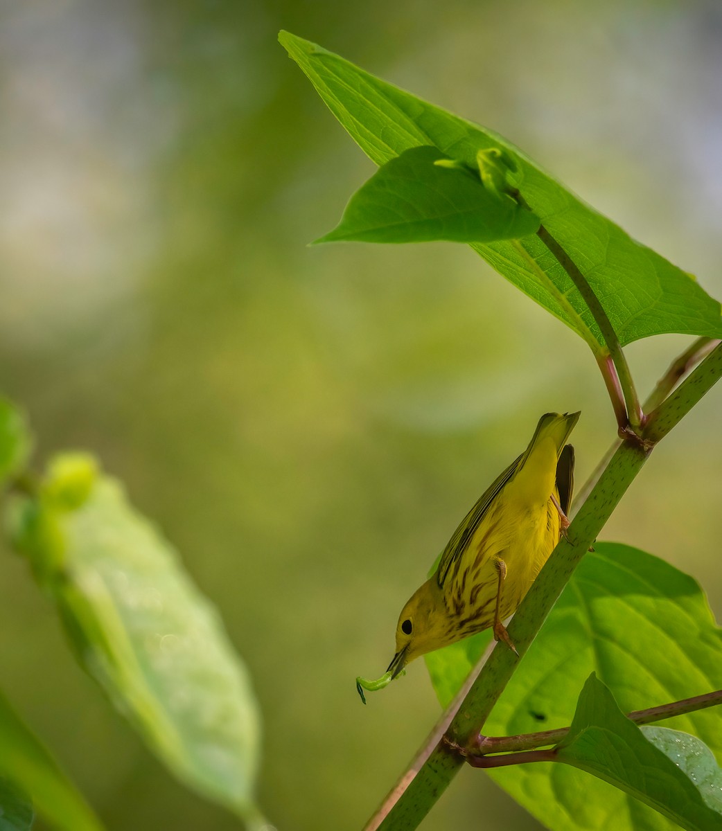 Yellow Warbler - ML619024862