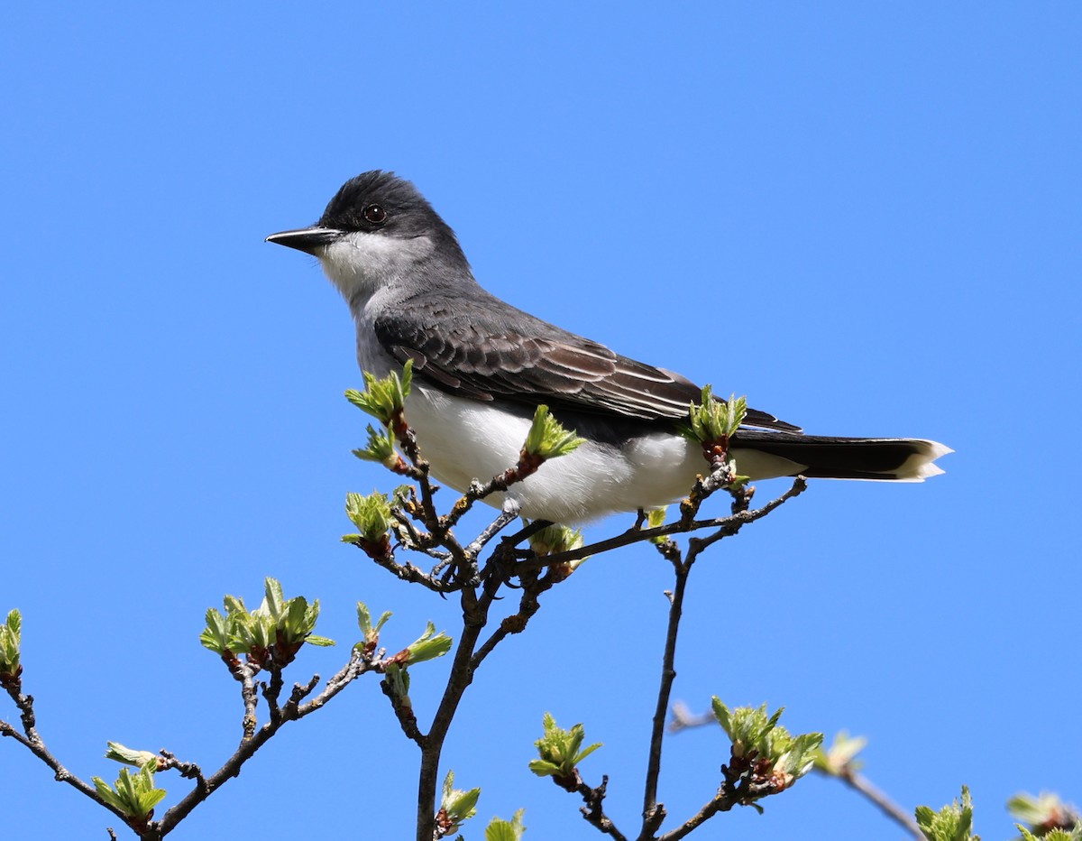 Eastern Kingbird - ML619024866