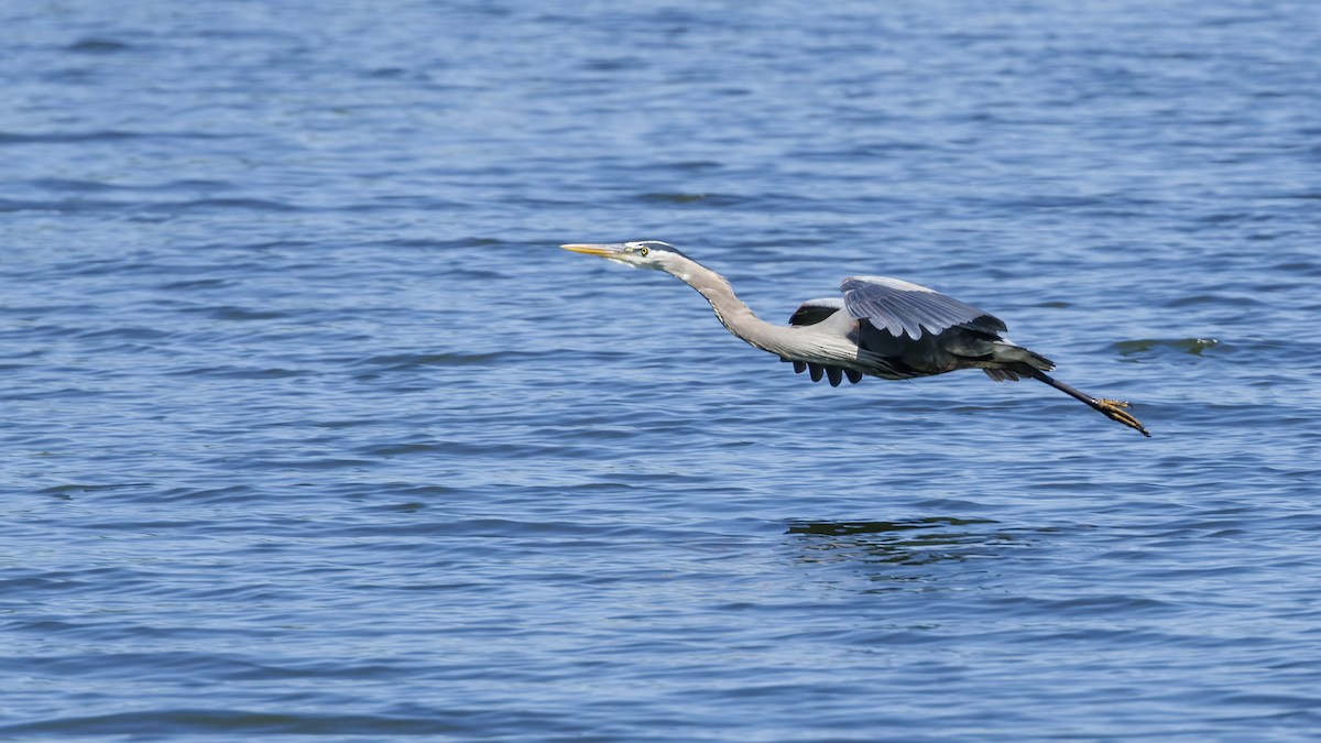 Great Blue Heron - Patty and Pedro Gómez