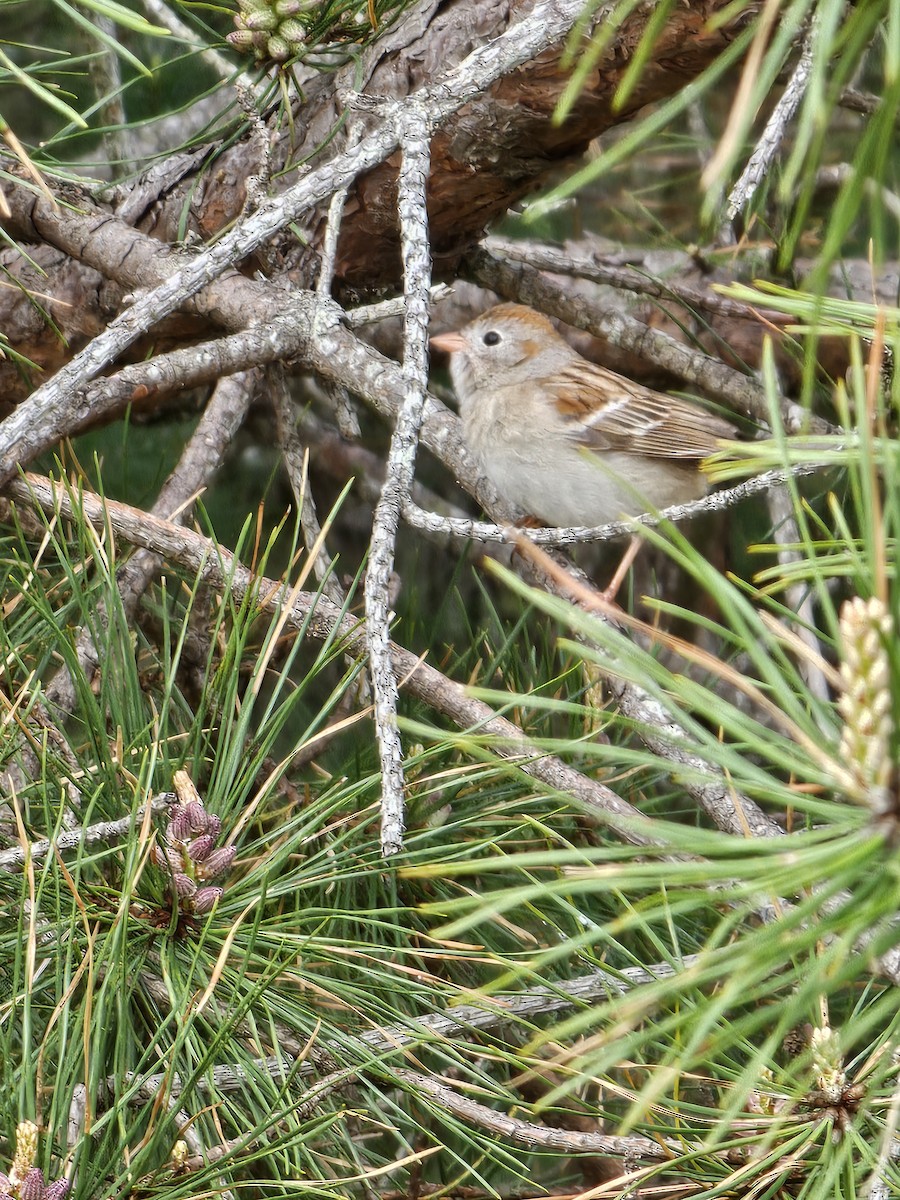 Field Sparrow - ML619024893