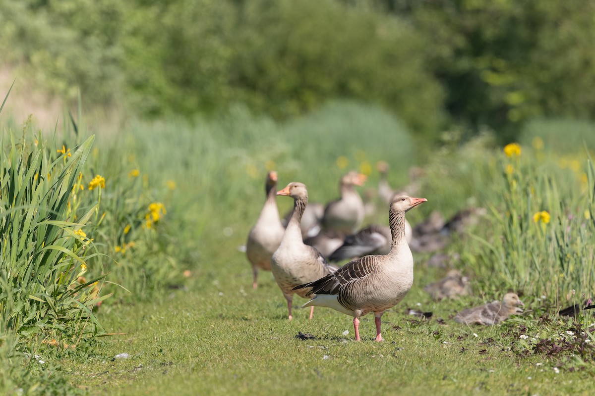 Graylag Goose - Piet Grasmaijer