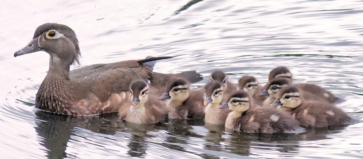 Wood Duck - Alan Mitchnick