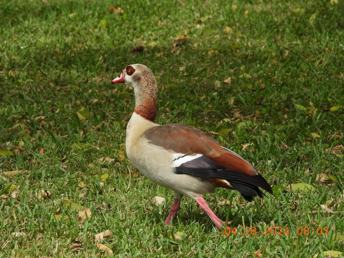 Egyptian Goose - Sally Hill