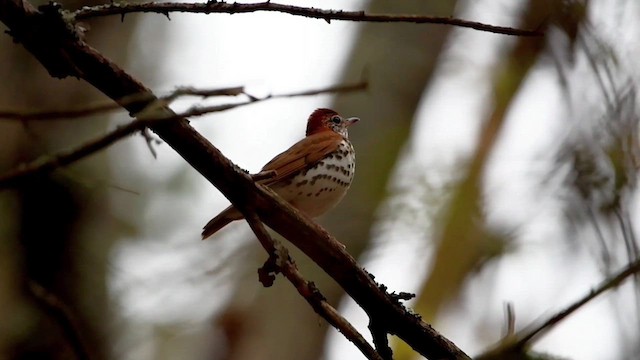 Wood Thrush - ML619024937