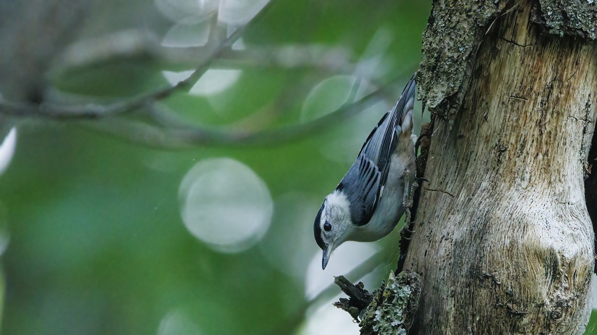 White-breasted Nuthatch - Patty and Pedro Gómez
