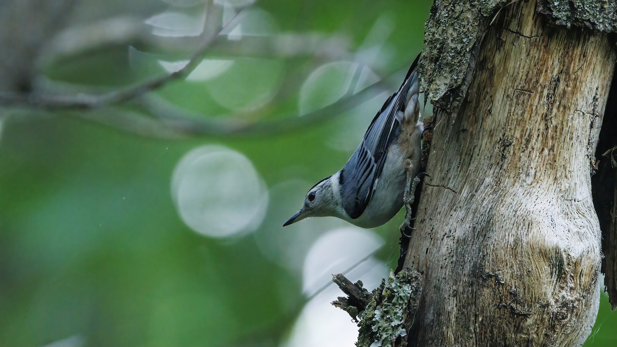 White-breasted Nuthatch - Patty and Pedro Gómez