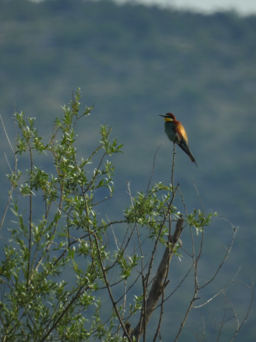 European Bee-eater - ML619024949