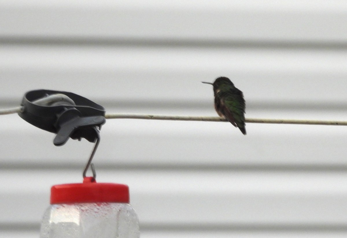 Ruby-throated Hummingbird - ML619024957