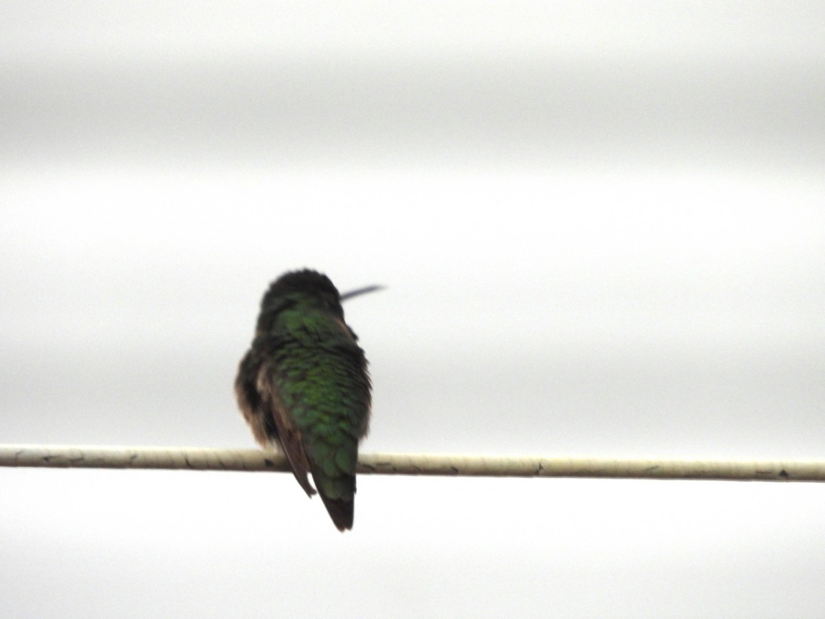 Ruby-throated Hummingbird - Nicole St-Amant