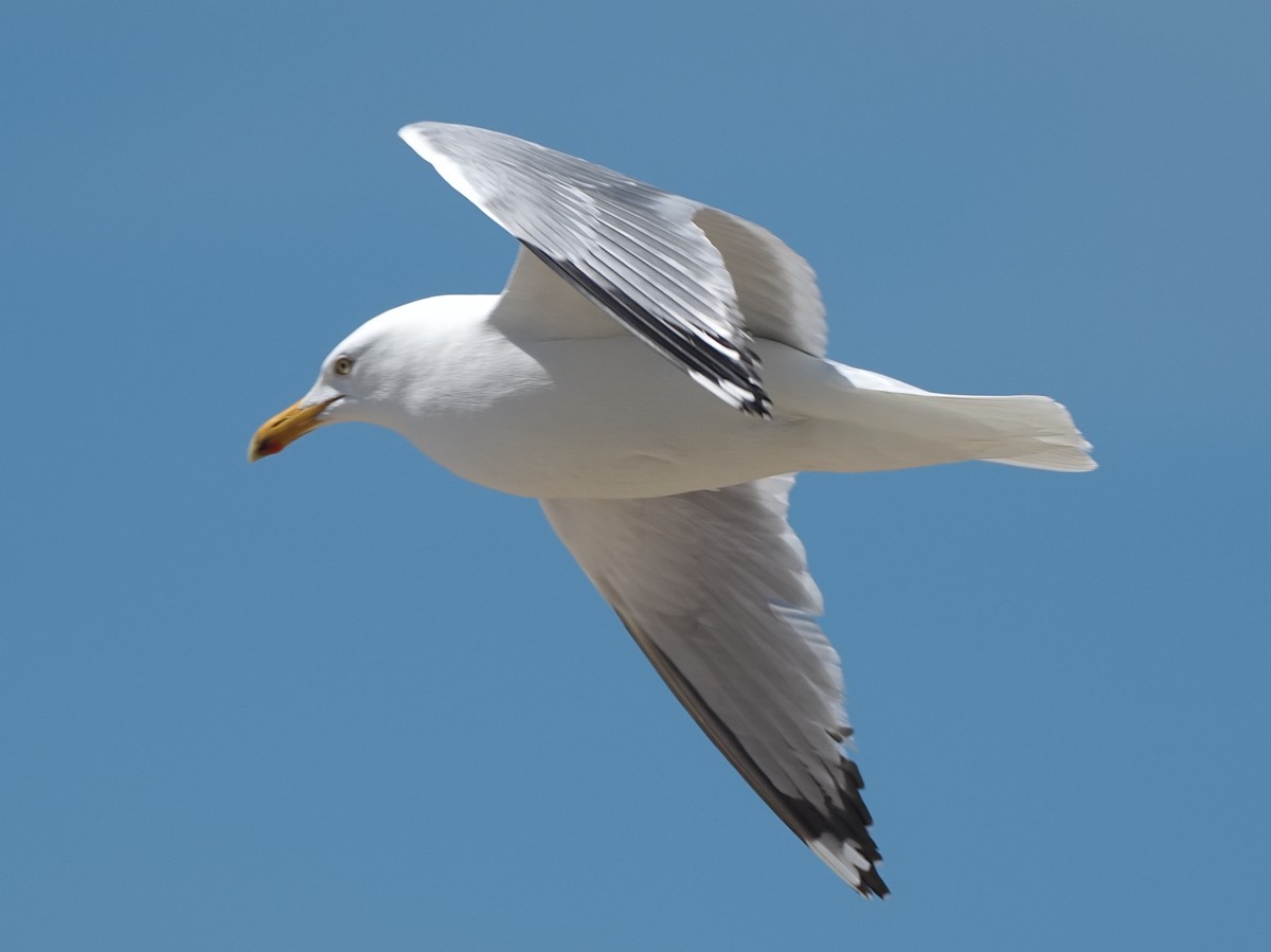 Herring Gull - Milton Paul