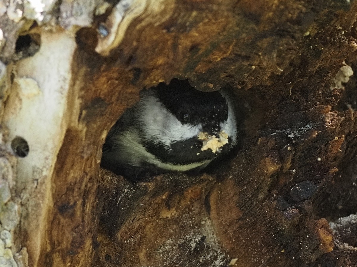 Black-capped Chickadee - Milton Paul