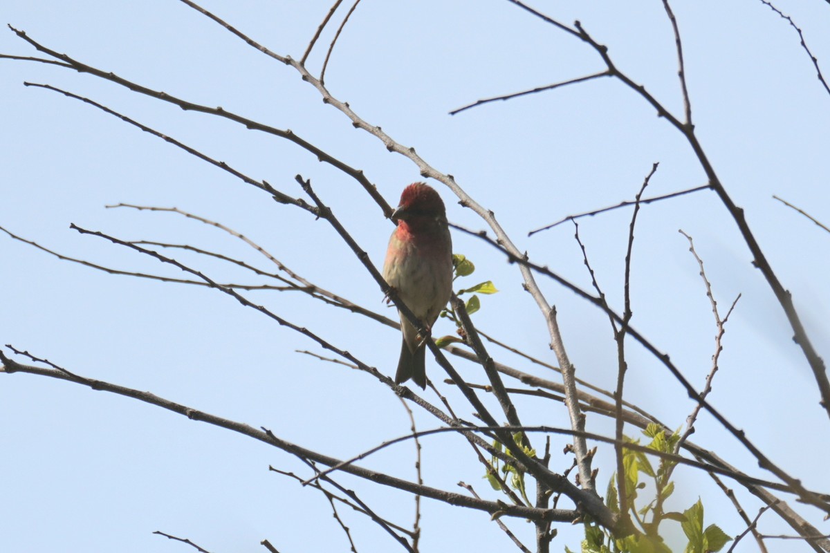 Common Rosefinch - ML619024992