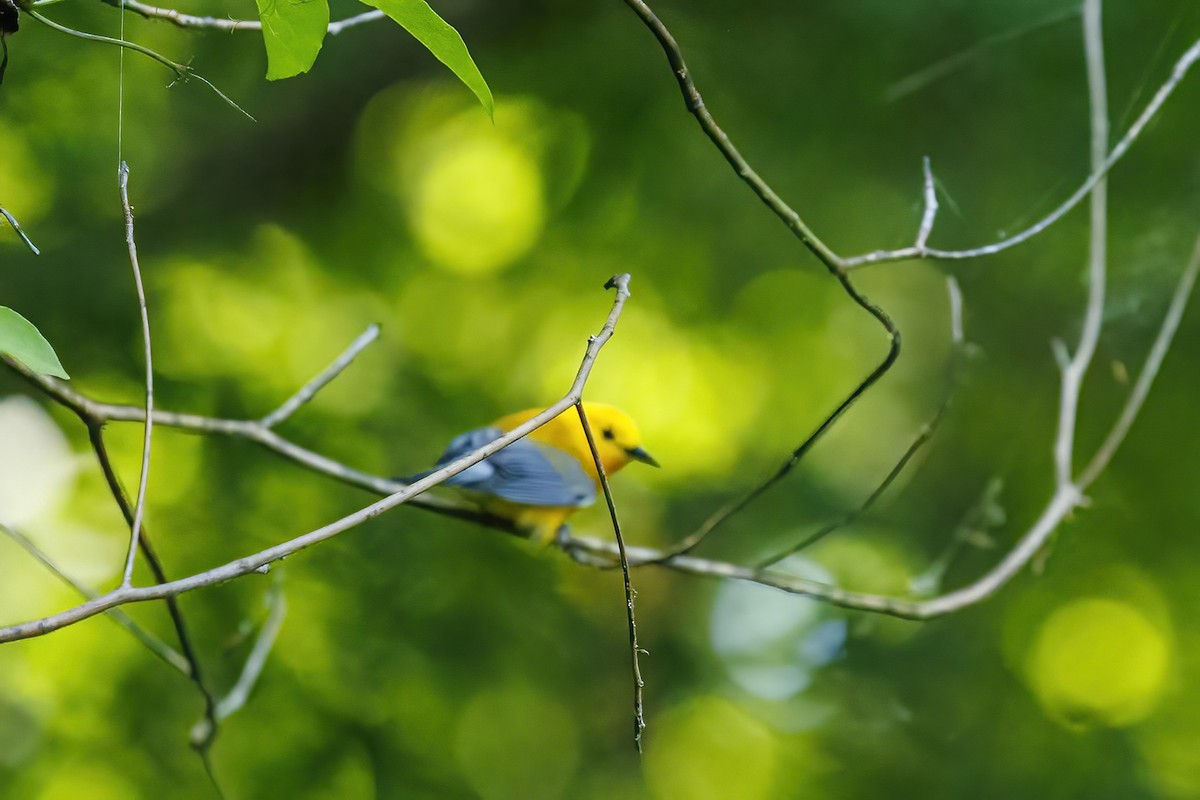 Prothonotary Warbler - Patty and Pedro Gómez