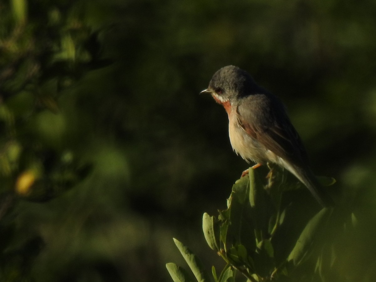 Eastern Subalpine Warbler - Zulfu Farajli