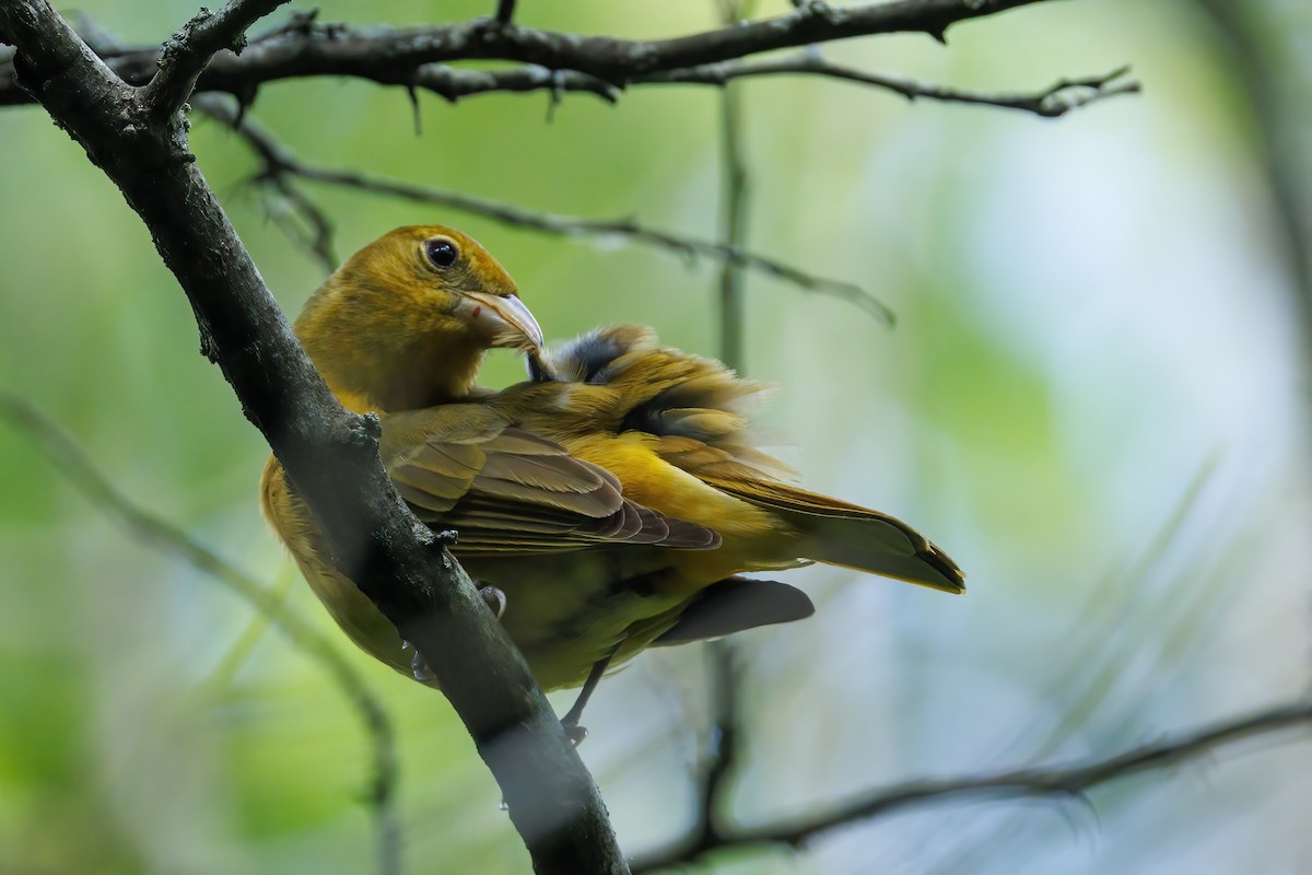 Summer Tanager - Patty and Pedro Gómez