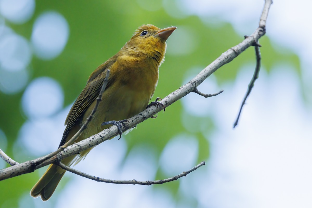 Summer Tanager - Patty and Pedro Gómez