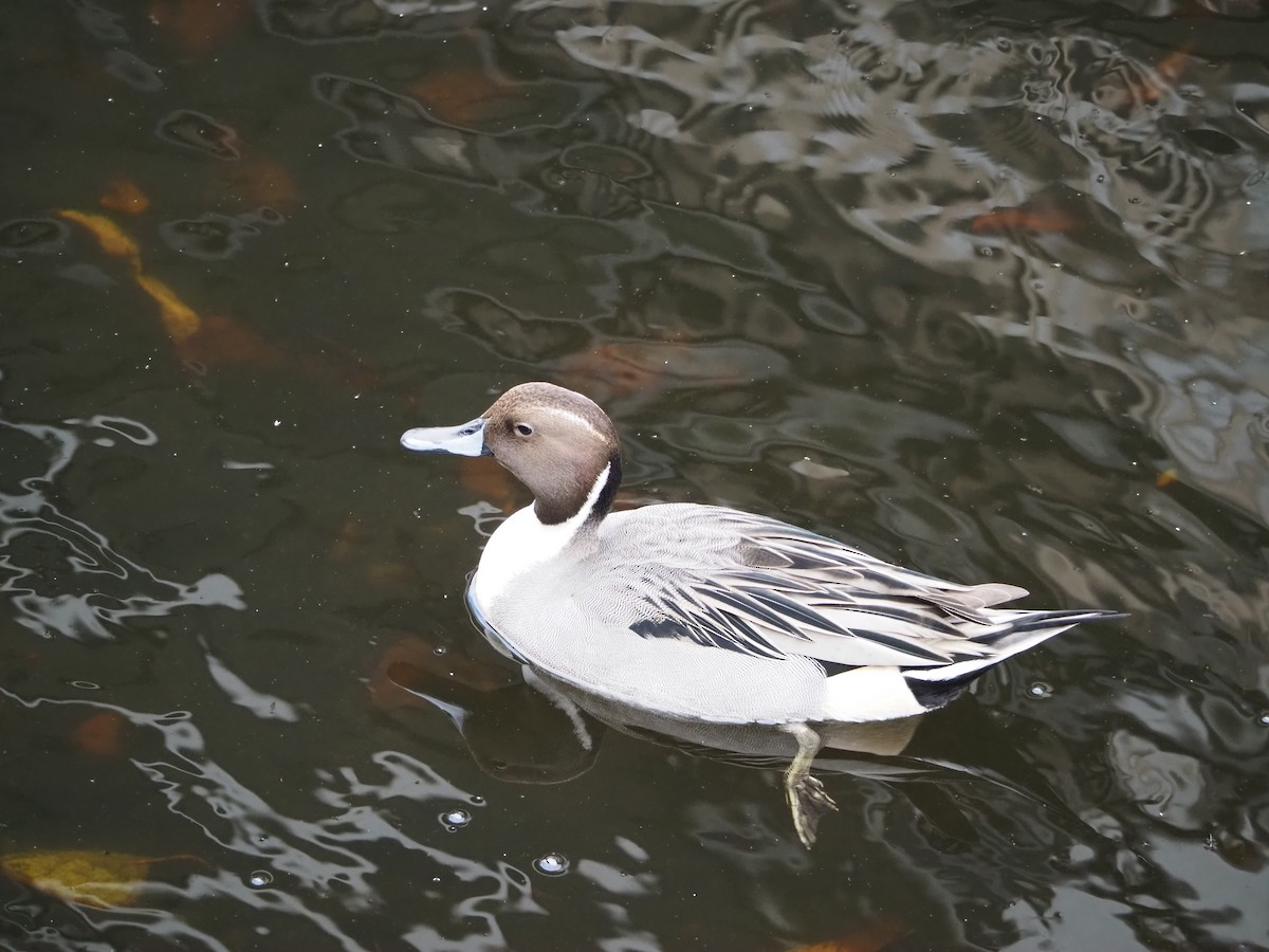 Northern Pintail - ML619025040