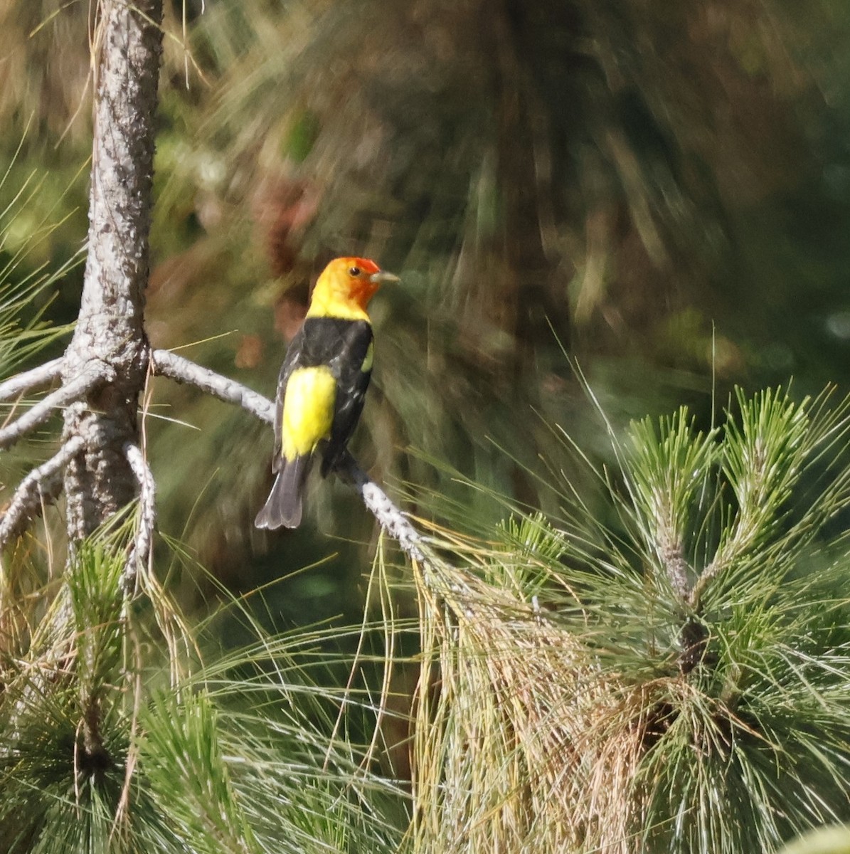 Western Tanager - Margaret Brown