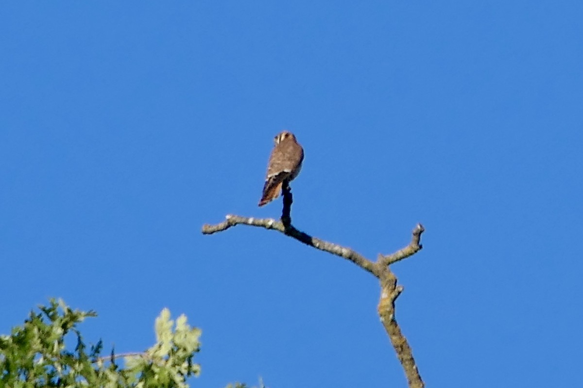 American Kestrel - Megan  Scott