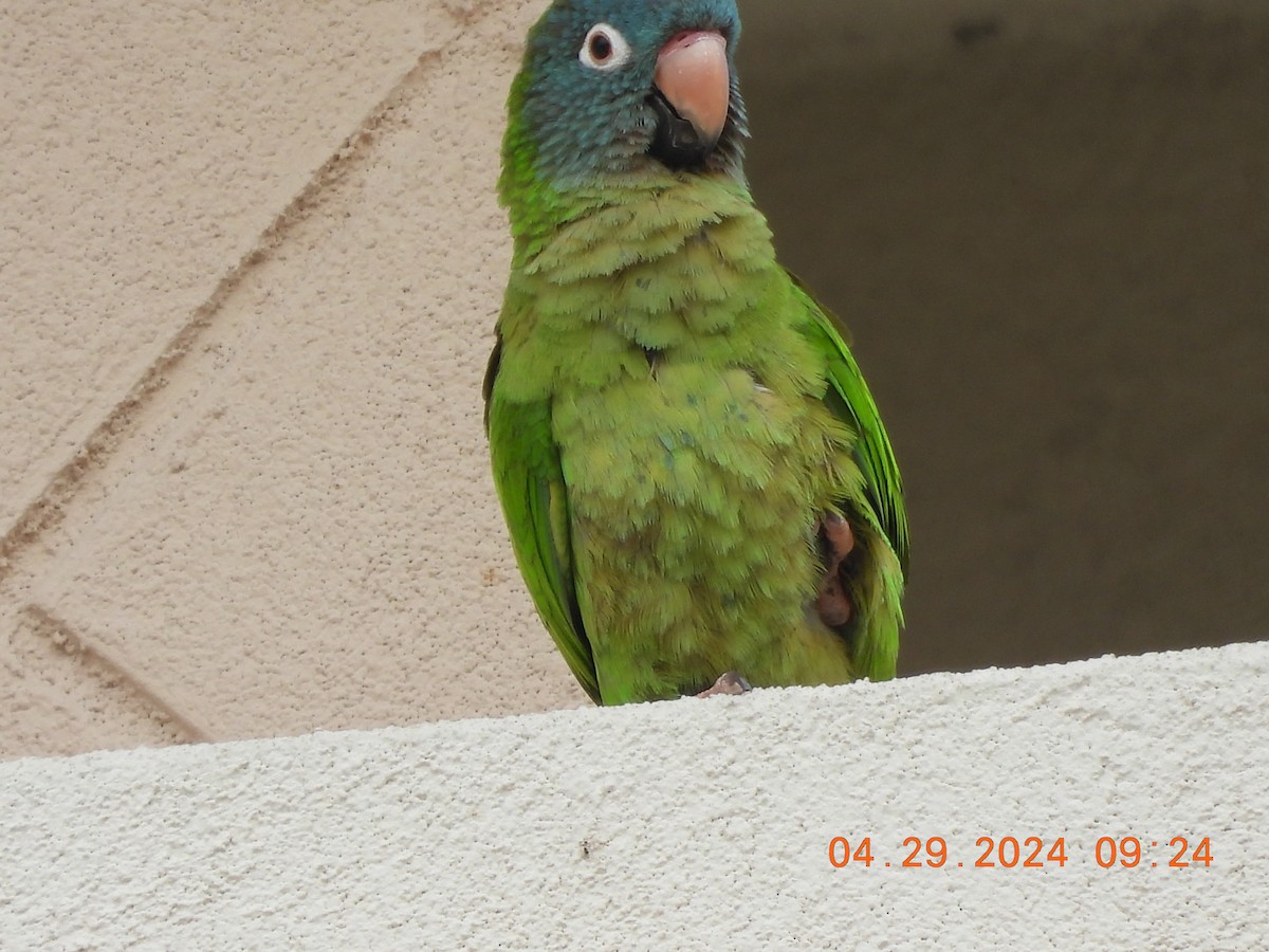 Blue-crowned Parakeet - Sally Hill