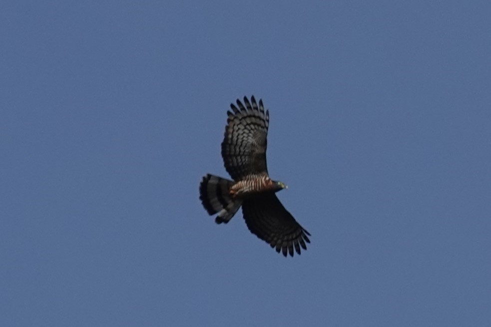 Hook-billed Kite - ML619025095